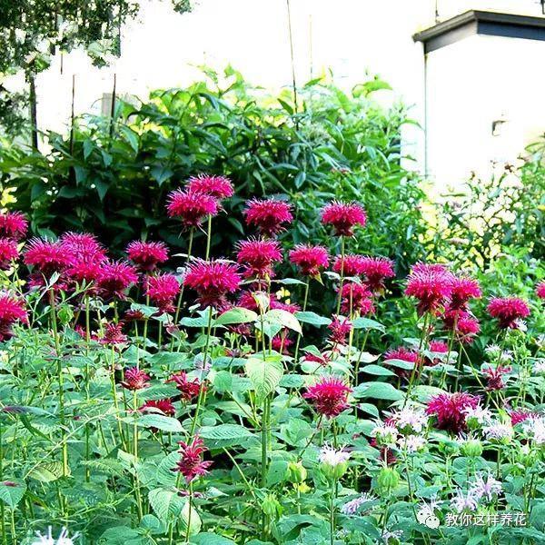 薄荷能开花的花种,什么薄荷开花最好
