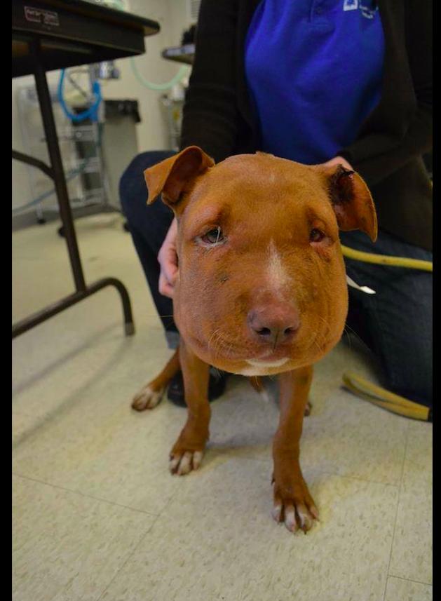 狗狗被马蜂蛰了不良反应呕吐,狗狗下巴被蝎子蛰肿