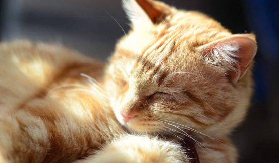 猫咪晚上不睡觉怎么办？「科瑞卡科普」