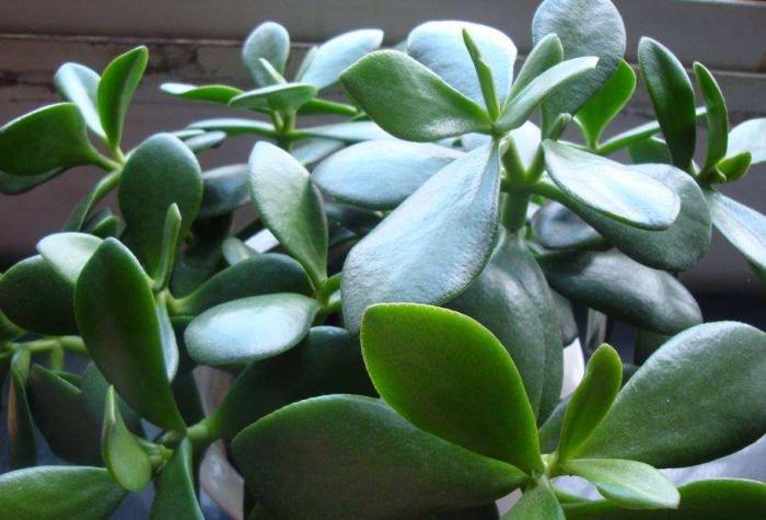 玉树要施什么肥才能长得好,要想玉树枝繁叶茂用什么肥