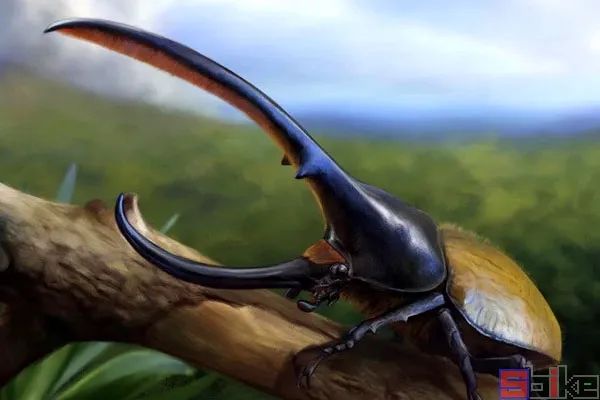 Sbike动植物百科：世界体型最大的各科目昆虫排行，奇妙！（上）