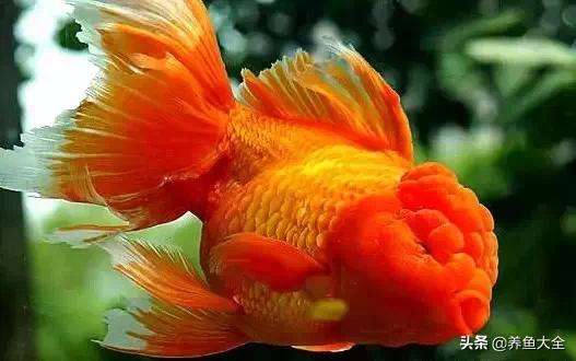 罕见最漂亮的金鱼图片,漂亮的金鱼图片大全