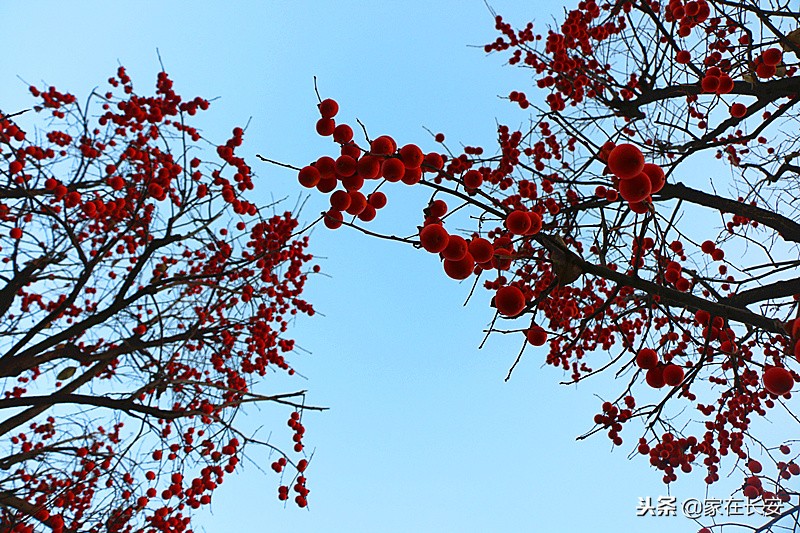 秋天家门口的柿子美景图,秋天的柿子是思乡的柿子
