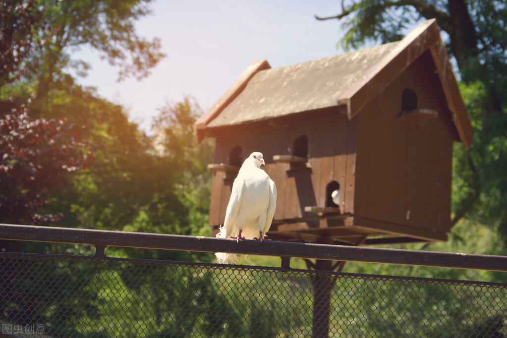 鸽子拉稀便不吃食怎么治,鸽子拉稀拉绿屎怎么治
