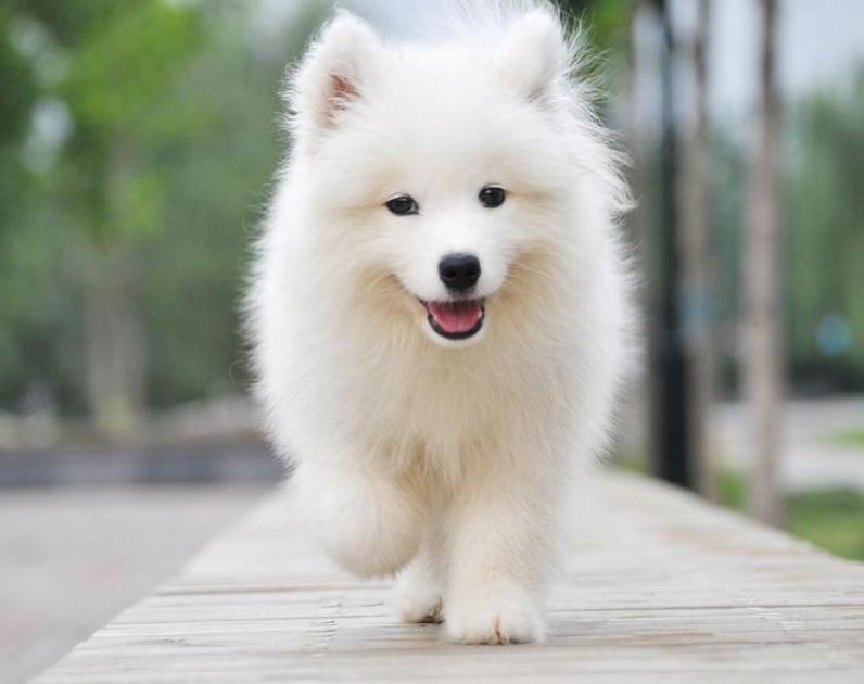 刚一个月多点的萨摩可以吃狗粮嘛,萨摩吃什么食物比较好