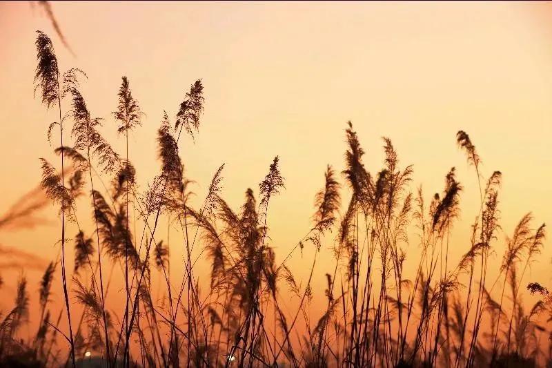 带上单筒望远镜吧！去南汇