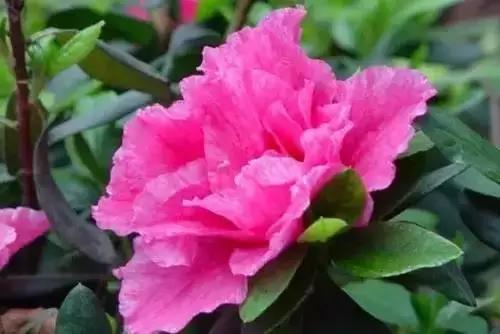 河南城市的市花有哪些花,全国56市市花图片