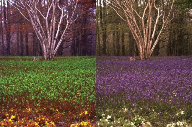 被蜜蜂蜇得乱跑,被蜜蜂蜇了怎么辨别有没有剧毒