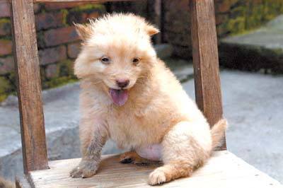 一条灵缇狗的一生：带着来爱又带着遗憾走（真实故事整编）