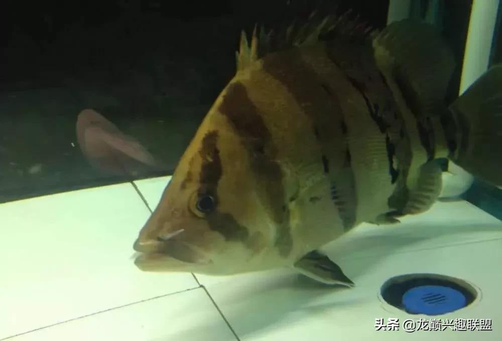 魟鱼活泼,魟鱼胆子小表现