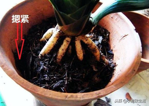 养君子兰需要什么条件才能开花,君子兰怎么养护才能让它开花