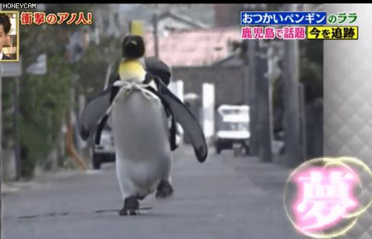 去世的小企鹅,死去的南极企鹅