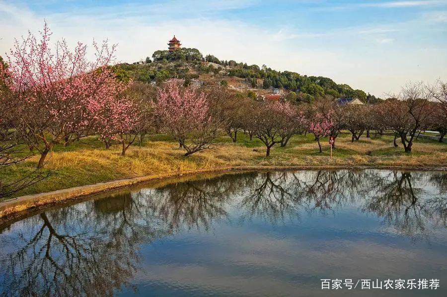 苏州西山网红打卡地樱花,苏州西山风景区有什么好玩的地方