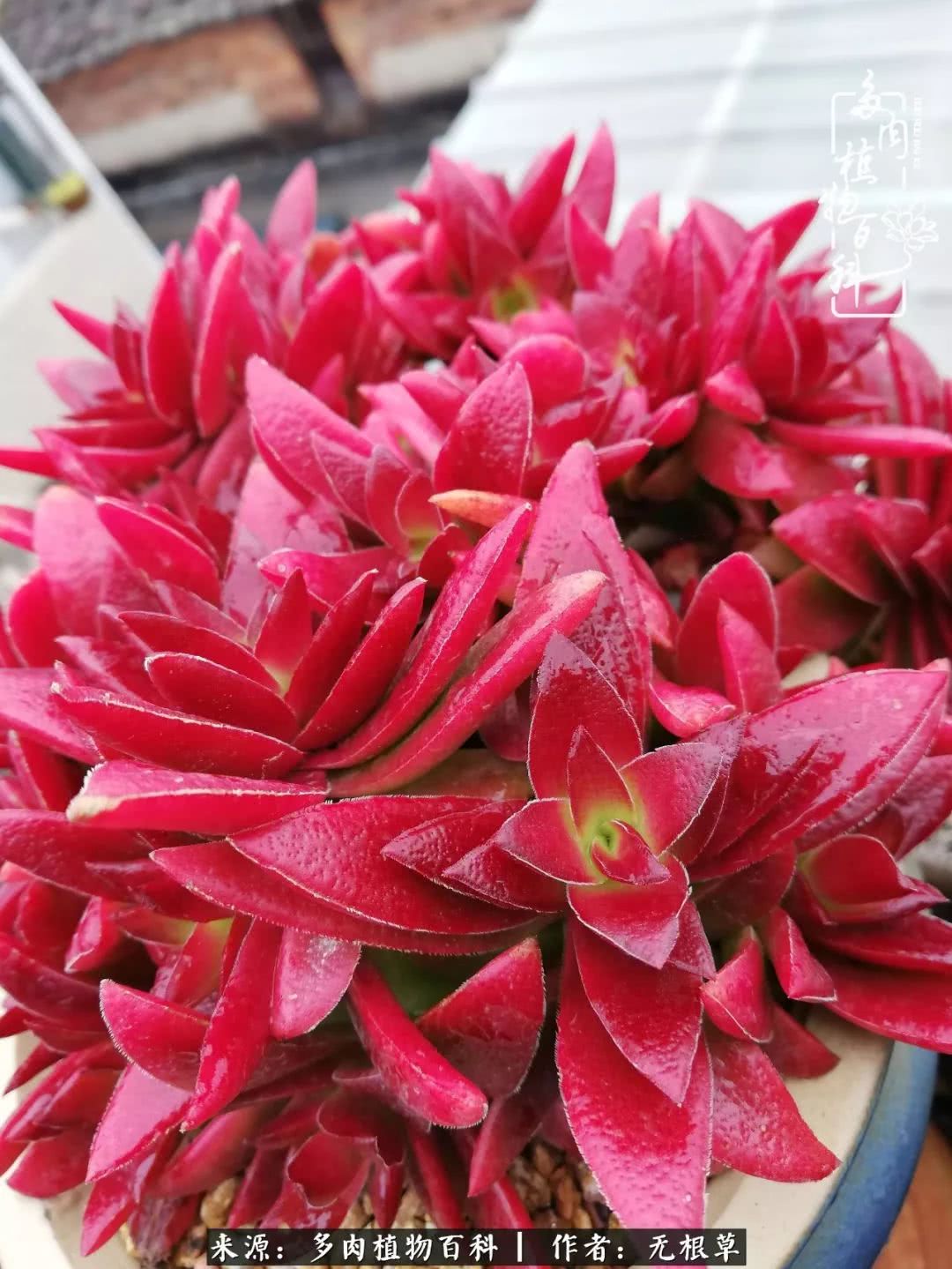 多肉寒冬中茁壮成长,多肉岁月的沉淀