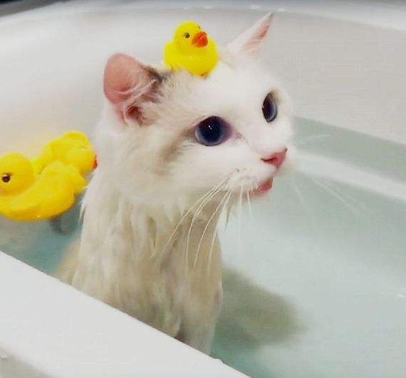 猫咪下巴毛变黄,猫咪眉中间的毛变黄