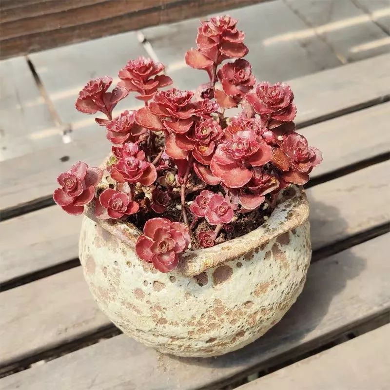 八种好看又好养的多肉，看看你家养了几种？