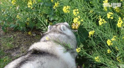 二哈减肥,为什么二哈会变瘦