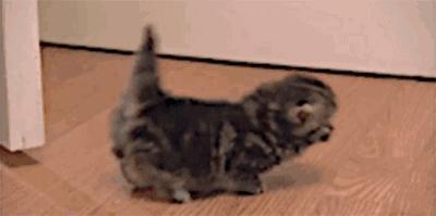 新手怎么选猫图解,新手选猫怎么避雷