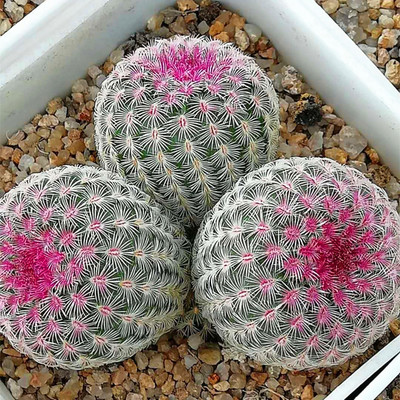 仙人掌介绍60多种独特的仙人掌,仙人掌开花的美图