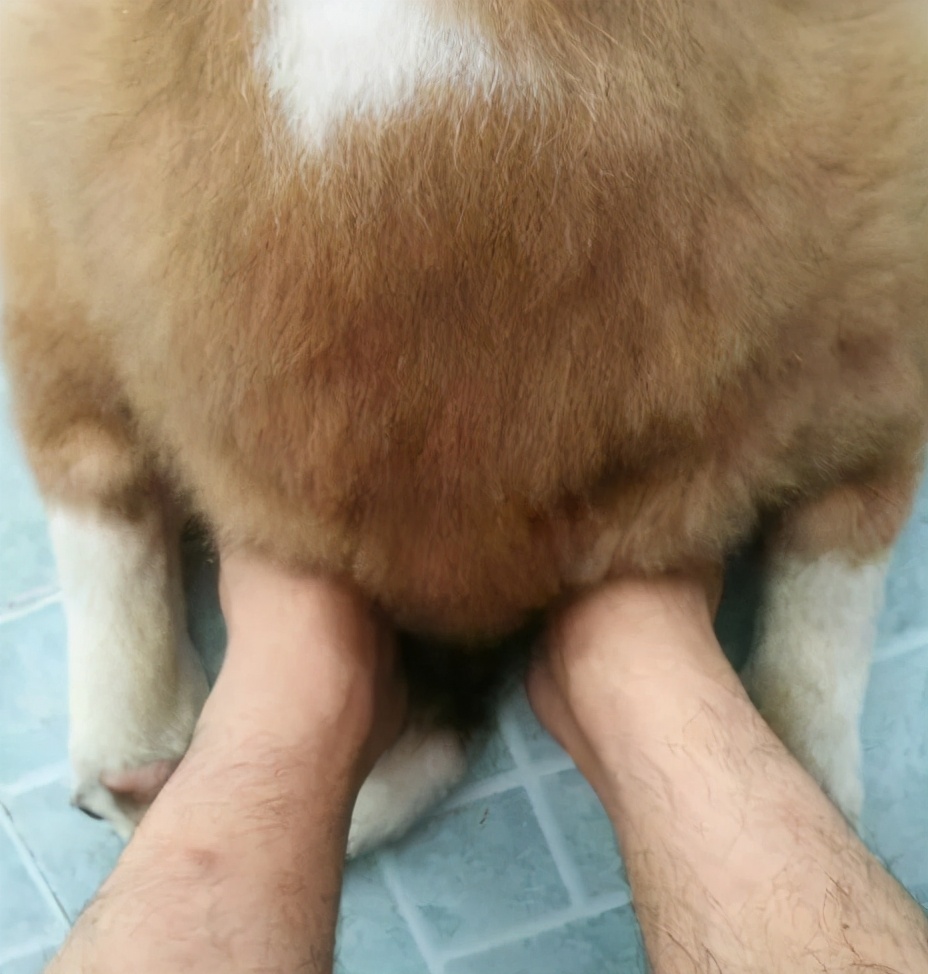 狗狗冬天暖宝宝,适合抱着睡觉的狗狗