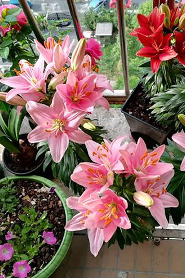 人养花花养人下句,什么花好养活又好看还可以吃的