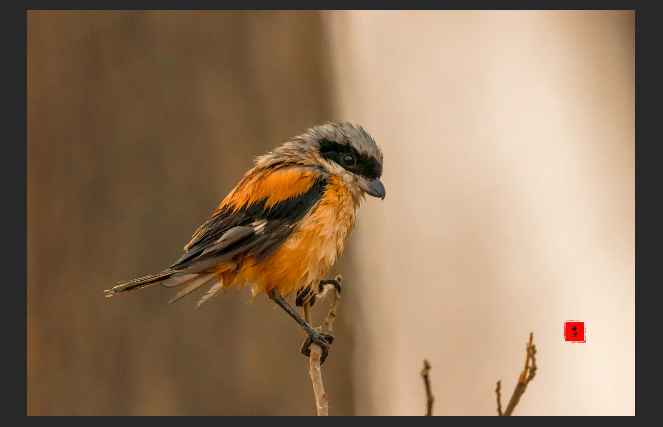 暴雪要来了最低零下三十度,暴雪真的要来了吗
