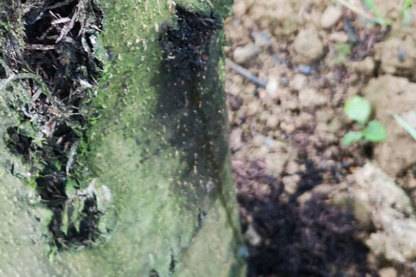 核桃树腐烂病有哪些,核桃树皮发黑烂掉打什么药