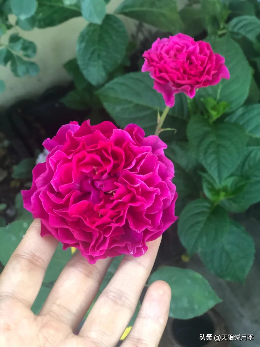 怎么打造露台小花园,如何打理自己的露台小花园