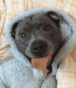 母校的英语,母校英文怎么说