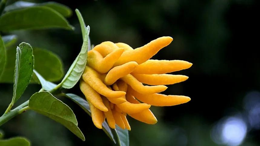 佛手柑精油,简单家庭佛手自制精油