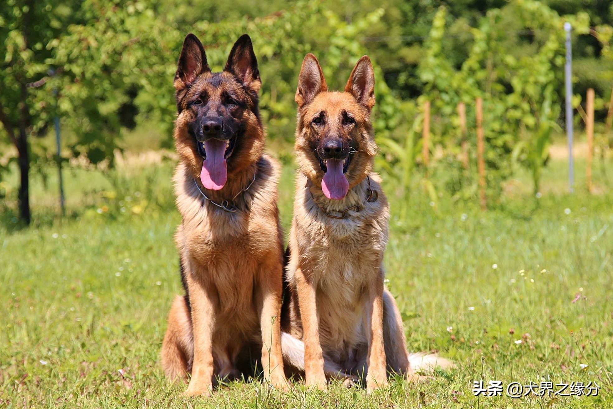 德牧和马犬全能之争,德牧pk马犬谁最厉害