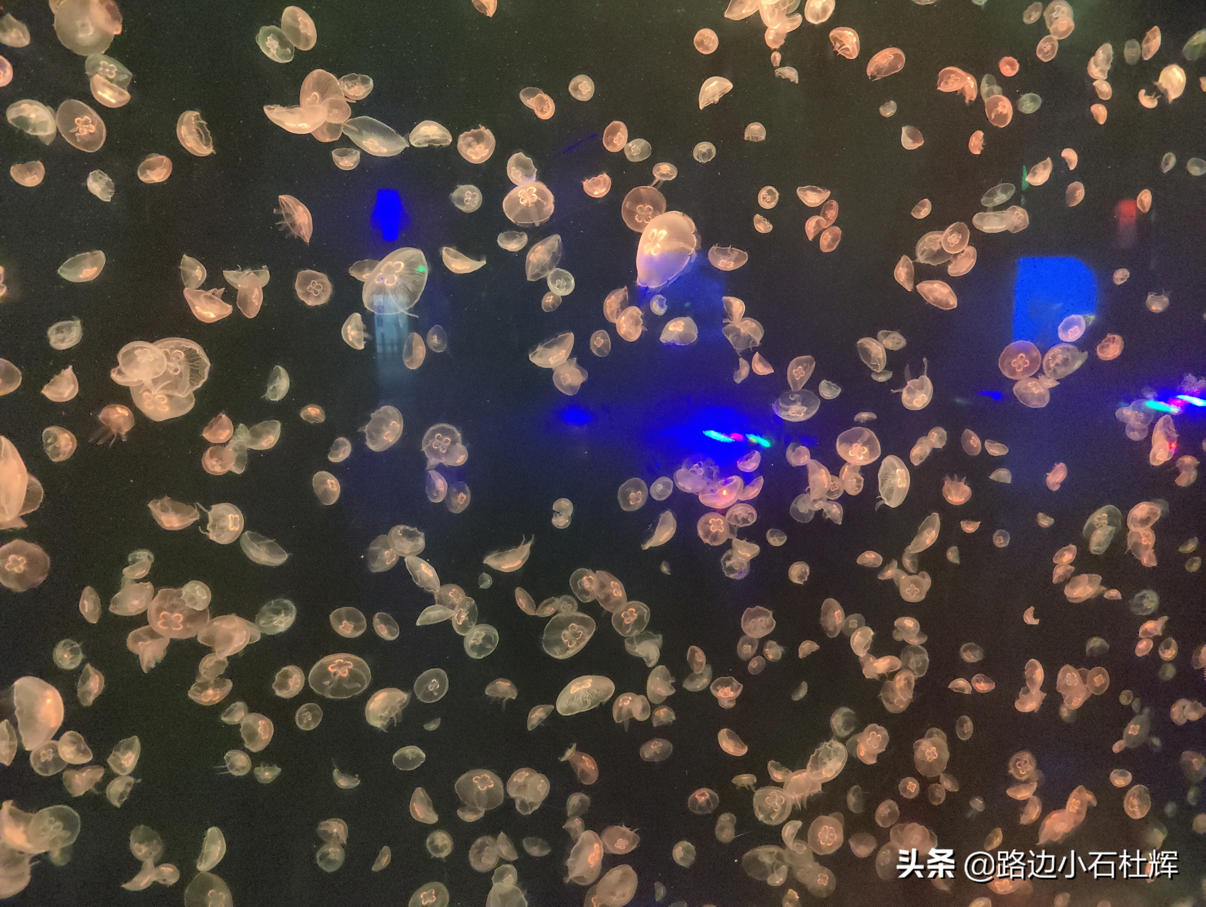 北京海洋馆海底世界和动物园攻略,游北京动物园海洋馆