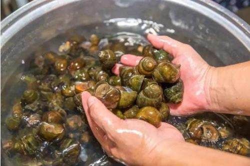 为啥炒的田螺入不了味,田螺炒的吸不动