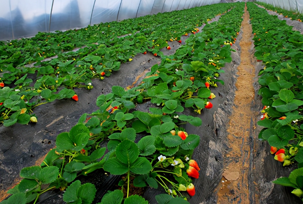 草莓土壤里有虫怎么处理,草莓棚四大病害
