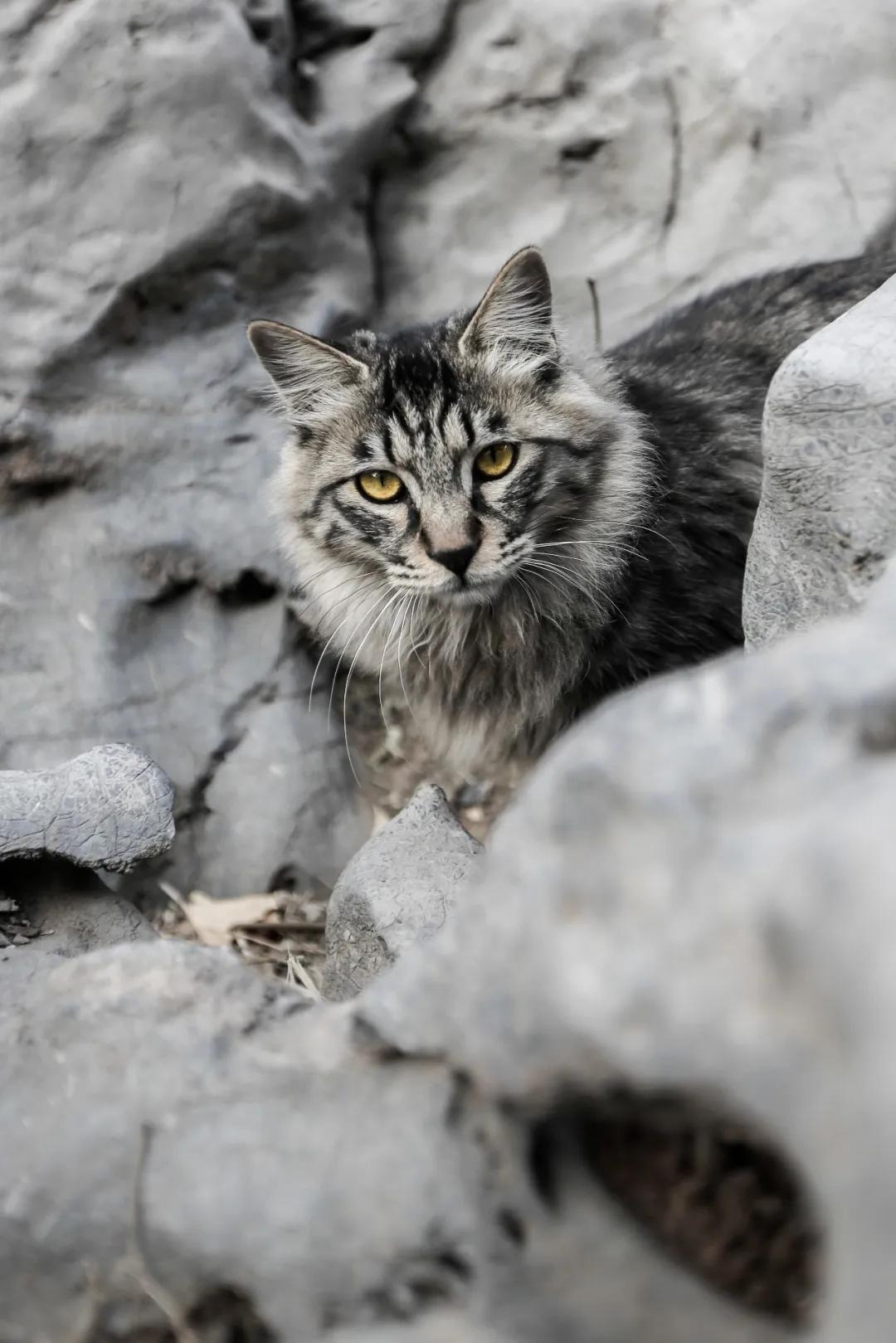 马霸霸|风度翩翩花荣荣