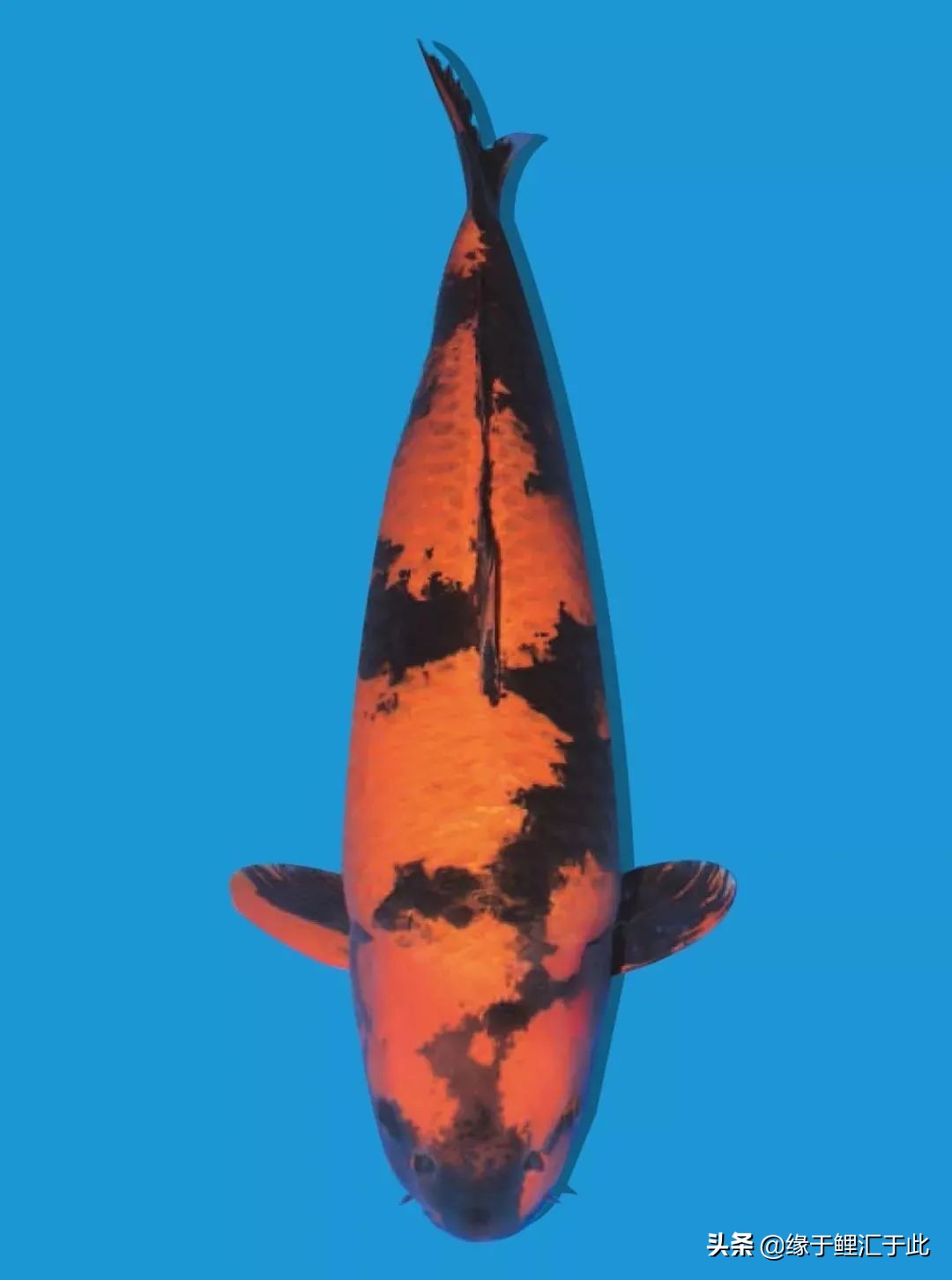 锦鲤生病如何治疗,锦鲤常见的几种病图片及治疗方式