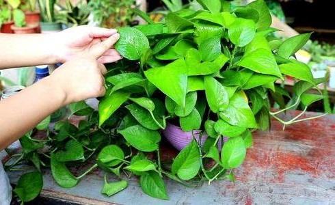 绿萝怎么养越来越旺小妙招,绿萝需要怎么养才能养得越来越好