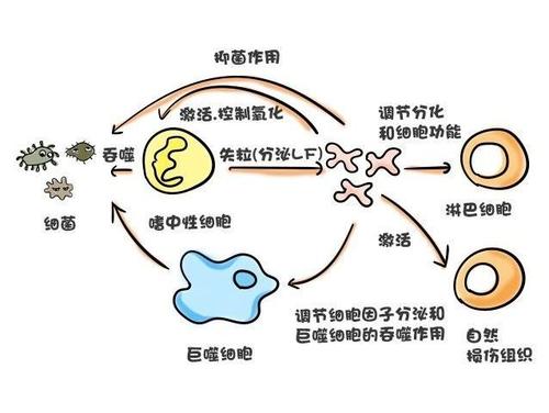 冬天抵抗力差的宝宝就容易感冒，有没有必要补乳铁蛋白？真相来喽