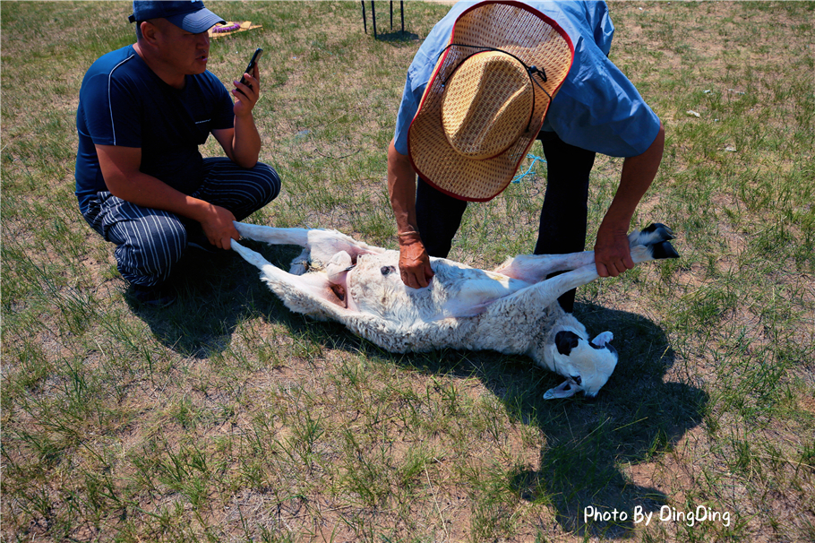 内蒙古杀羊最快的方法,大草原杀羊