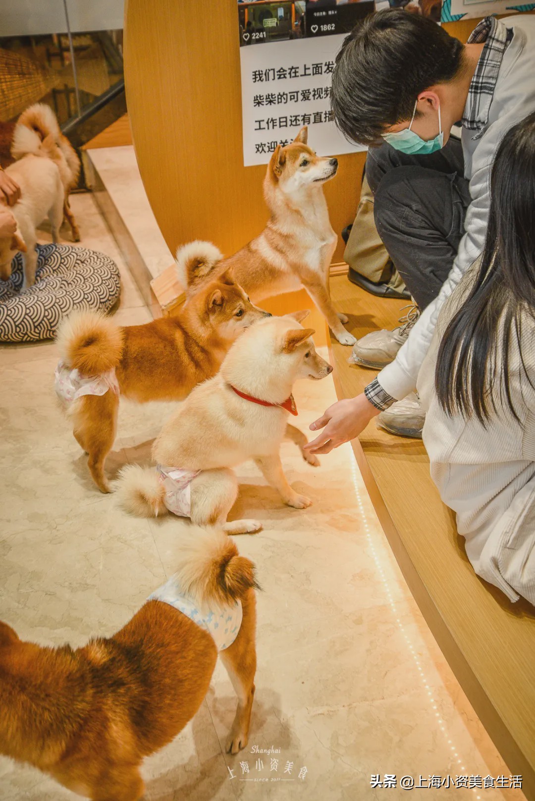 豆柴犬幼犬直播,豆柴是一只非常可爱的小狗