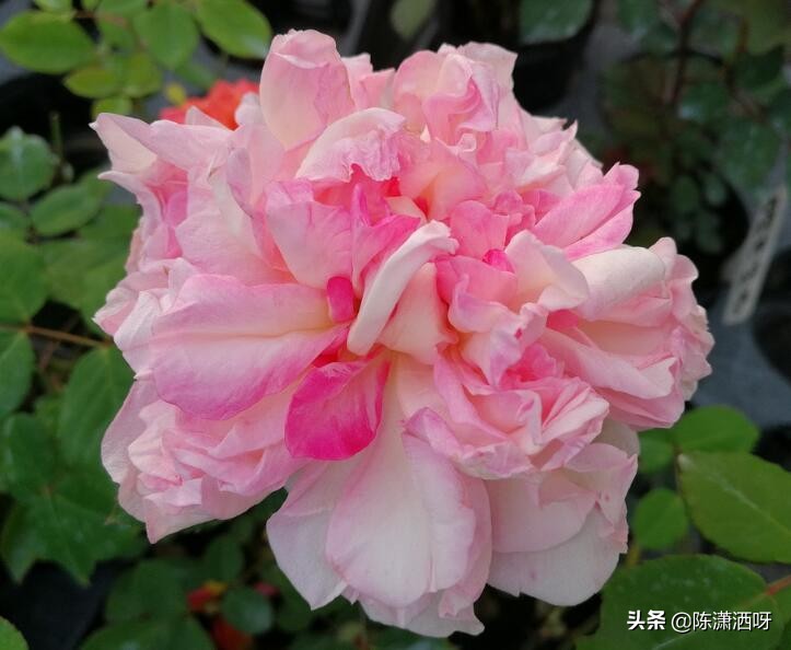 中国月季红色浓香,13种中国红月季让你美个爆