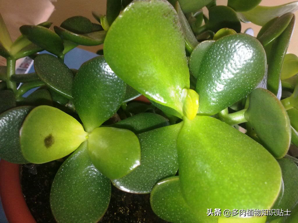 玉树会生什么病,玉树有黑斑病怎么治