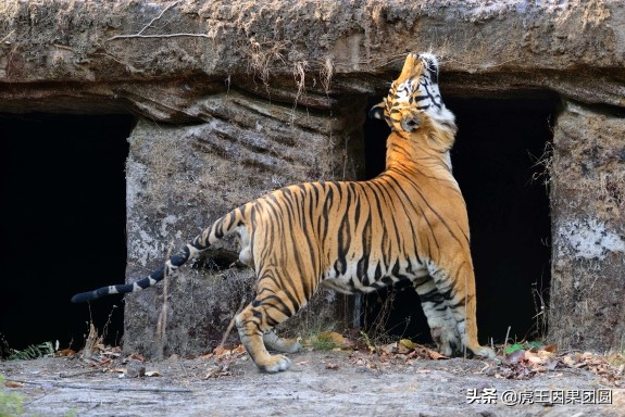 巴梅拉雄虎,传奇虎王战斗视频