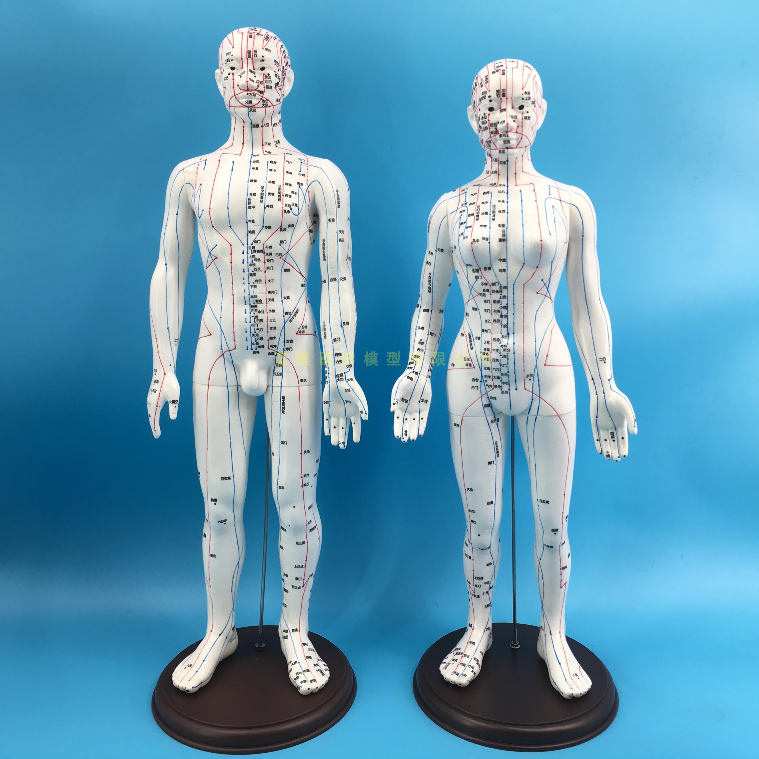 针灸学经脉循行速记,零基础学针灸十二经脉