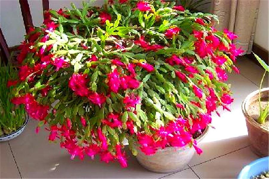 现在正是蟹爪兰的关键花芽分化期,家庭养花蟹爪兰浇水最好方法