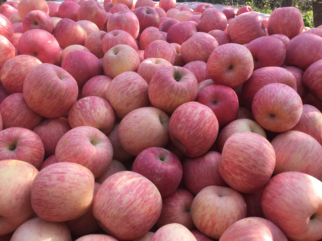 全国果品行情,今年果品价格走势