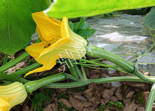 2010年的科研成就,10年潜心研究12项专利