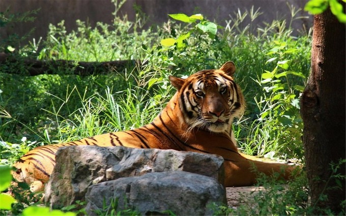 这一份公交交通指南，带你玩转上海各大景点