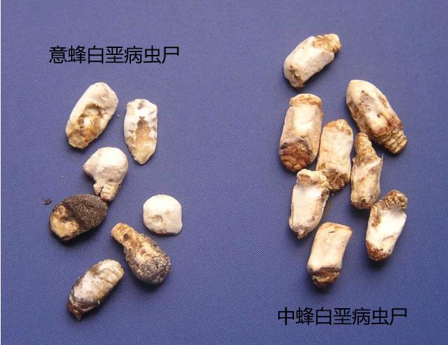 养蜂白垩病的治疗,蜜蜂白垩病用什么治