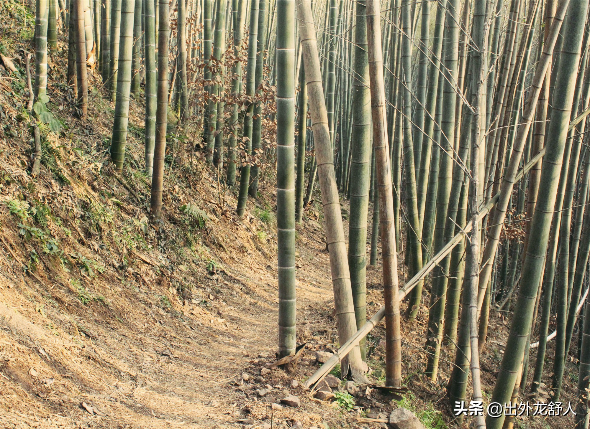 安徽舒城：读舒劄记——悬想中的“文翁镇”（阙店乡和春秋乡）